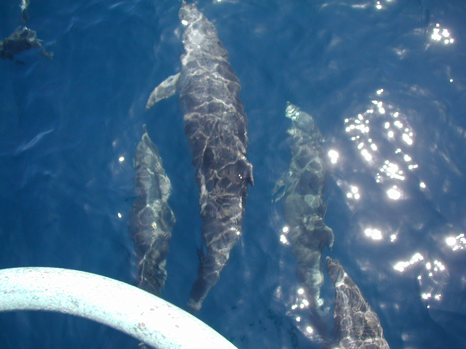 giant common dolphin.JPG